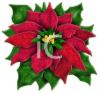 Poinsettia Clip Art Image