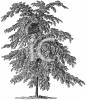 Tree Clip Art Image